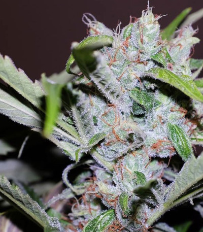 CBD Cherry Kush fem (Sumo Seeds) семена конопли