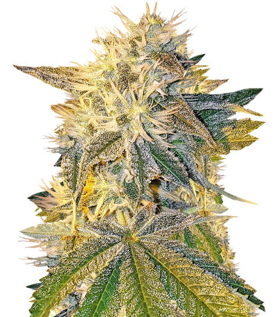CBD Kong's Kush fem (Sumo Seeds) семена конопли