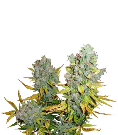 Cream Caramel Auto fem (Sweet Seeds) семена конопли