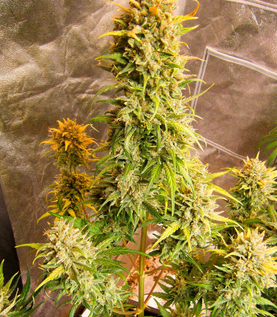 Critical XXL Auto fem (Herbies Seeds) семена конопли