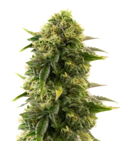 Different Gorilla fem (AlphaFem Seeds) семена конопли