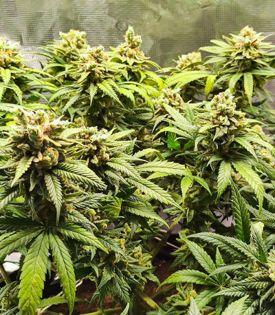 Dozy Whale fem (AlphaFem Seeds) семена конопли