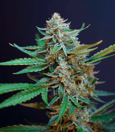 HighCloudZ Auto fem от Green House Seeds семена конопли