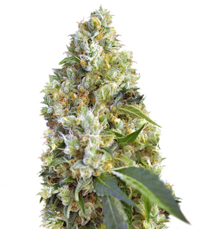 Indigo Berry Kush fem (Sweet Seeds) семена конопли