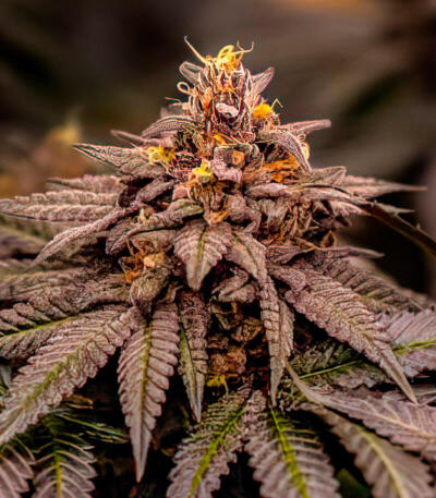 Lemon Cherry Runtz fem (FastBuds) семена конопли