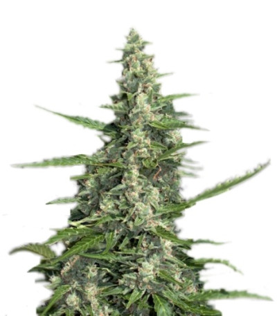 Pandora Auto fem (Paradise Seeds) семена конопли