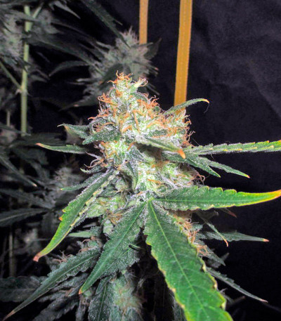 Pineapple Skunk fem (Humboldt Seeds) семена конопли