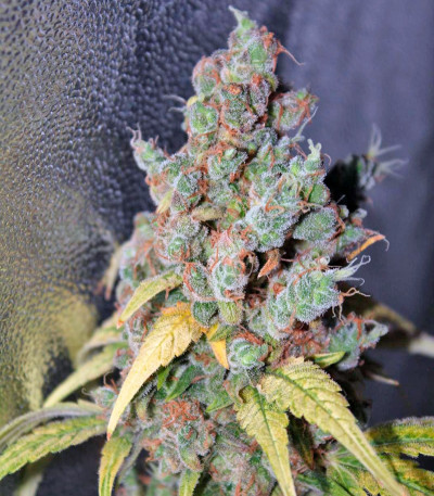 Power Plant reg (Dutch Passion) семена конопли