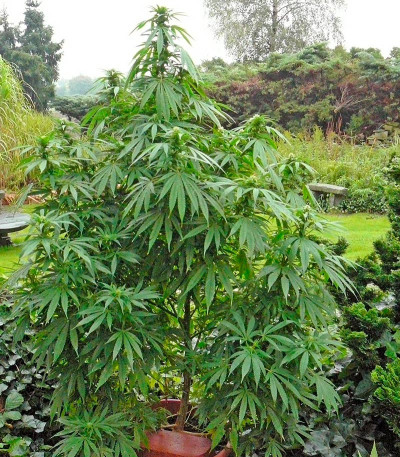 Pure Power Plant fem (Nirvana Seeds) семена конопли