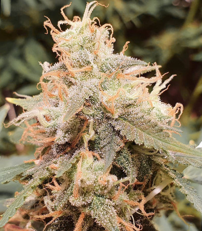 Russian Gold fem (Anaconda Seeds) семена конопли
