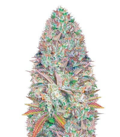 Seemango fem (Victory Seeds) семена конопли