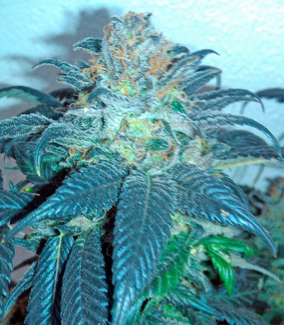 Sour Blueberry fem (Humboldt Seeds) семена конопли