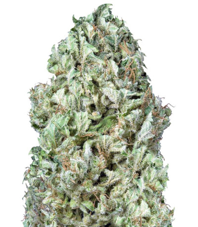 Sour Diesel Autoflowering fem (Dinafem Seeds) семена конопли