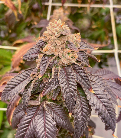 Strawberry OG Cookies R1 fem (Ethos Genetics) семена конопли