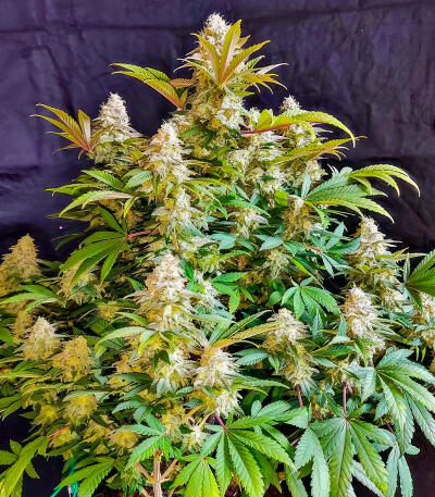 Trainwreck Fast Version fem (Seedkeepers) семена конопли