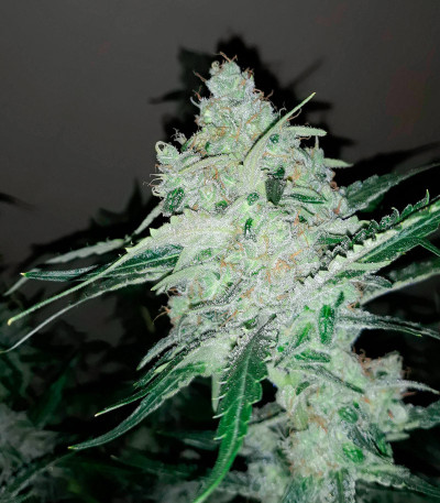 Violet's Wonder Auto fem (Sumo Seeds) семена конопли