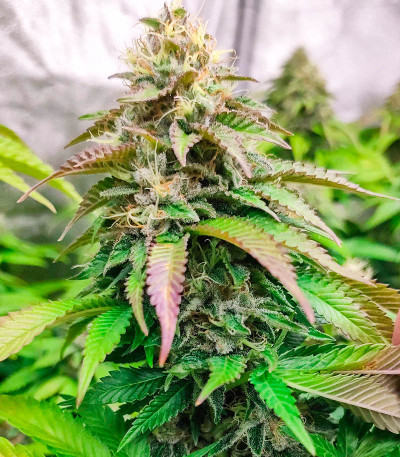 Watermelon Zkittlez Auto fem семена конопли