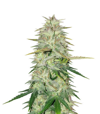 Wedding Cake fem (Cali Buds Seeds) семена конопли
