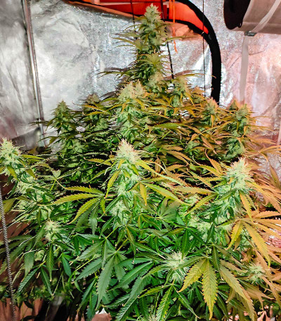 Acid Rain Autoflower (LSD) fem (Easy Grow Seeds) семена конопли