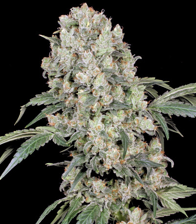 Ak 47 fem конопля