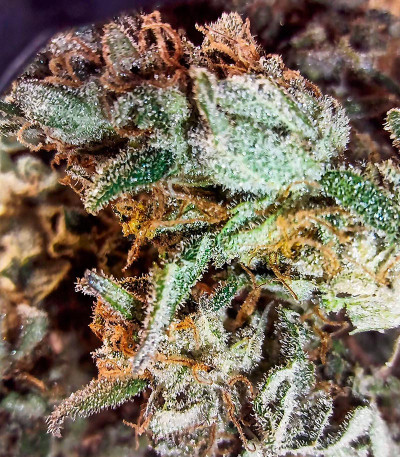 Apple Betty fem (Herbies Seeds) семена конопли