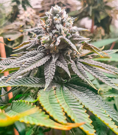 Lemon Orange fem (Green House Seeds) семена конопли