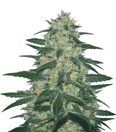 Купить семена Pakistan Valley Reg