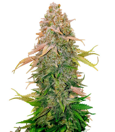 Runtz fem (Barney's Farm) семена конопли