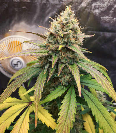 Orange Sherbet FF fem (FastBuds) семена конопли