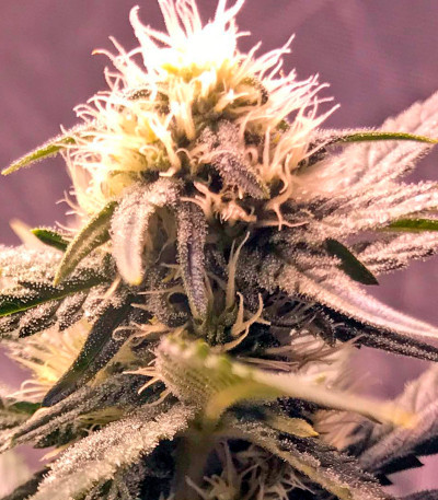 Сорт конопли Amnesia Kush