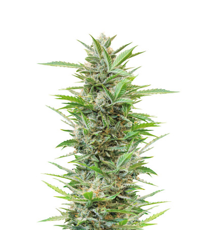 Auto Glueberry O.G. fem (Dutch Passion) семена конопли