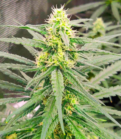 Blue Sunset Sherbert fem семена конопли