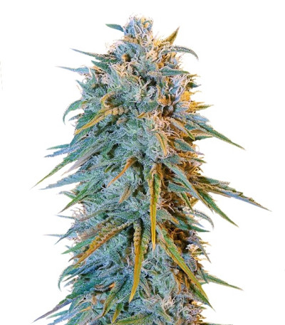 Blue Dream fem (Humboldt Seeds) семена конопли