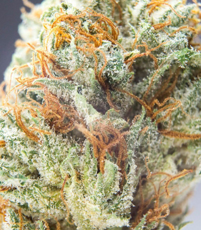 CBD Cherry Kush fem (Sumo Seeds) семена конопли