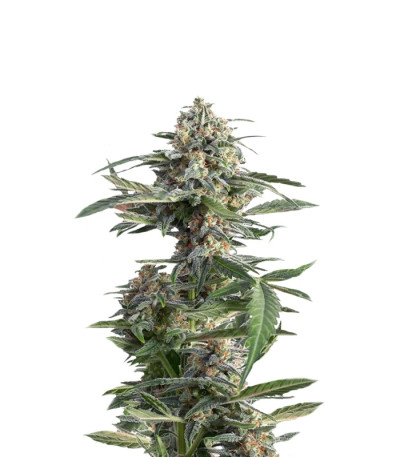 Critical Cheese Autoflowering fem (Dinafem Seeds) семена конопли