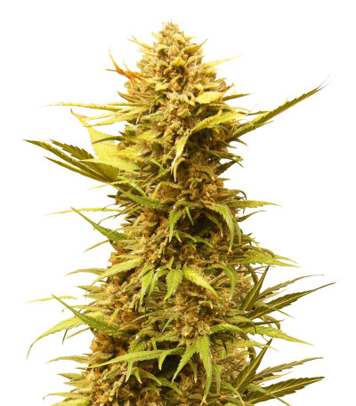 Critical XXL Auto fem (Herbies Seeds) семена конопли