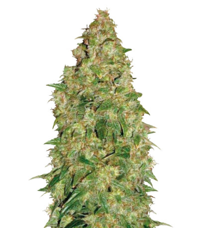 Dubai Poison fem семена конопли