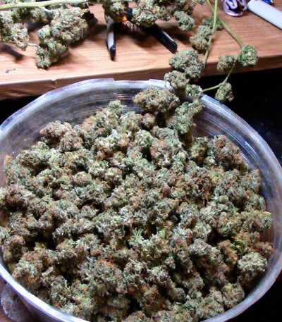 Dizzy Lights Auto fem (Dr. Krippling Seeds) семена конопли