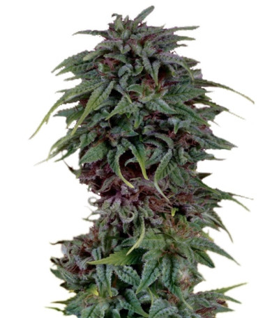 Durban Poison reg (Dutch Passion) семена конопли