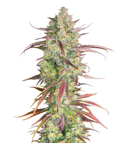 Frostbanger Auto F3 fem (FastBuds) семена конопли