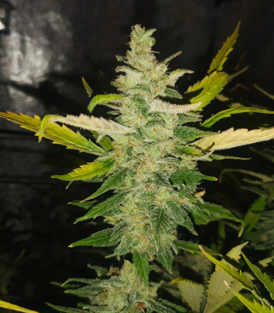 Gelato fem (Nirvana Seeds) семена конопли