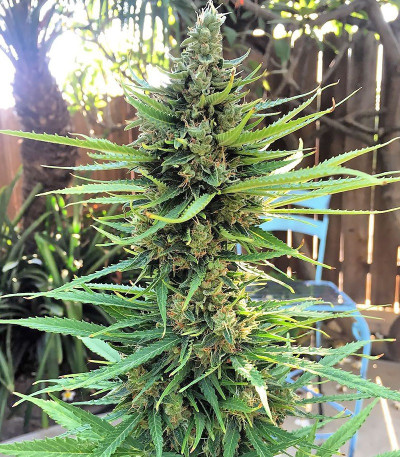 Grand Heft Auto fem (Dr. Krippling Seeds) семена конопли