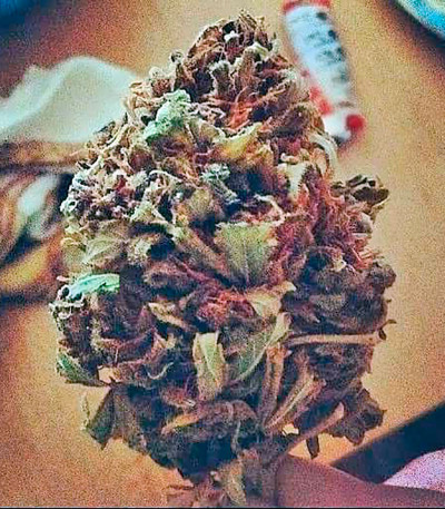 Ice fem (Nirvana Seeds) семена конопли