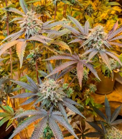 Insane OG семена конопли