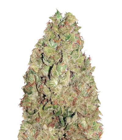 Krippleberry Auto fem (Dr. Krippling Seeds) семена конопли