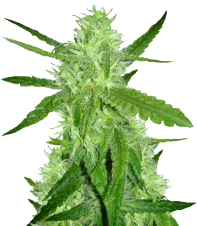 Lemon Skunk fem сорт конопли Green house seeds