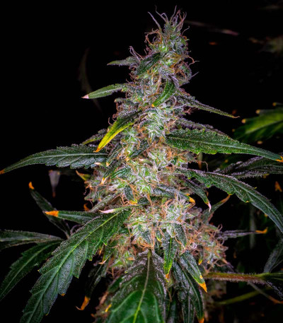 Lemon Zkittle fem семена конопли