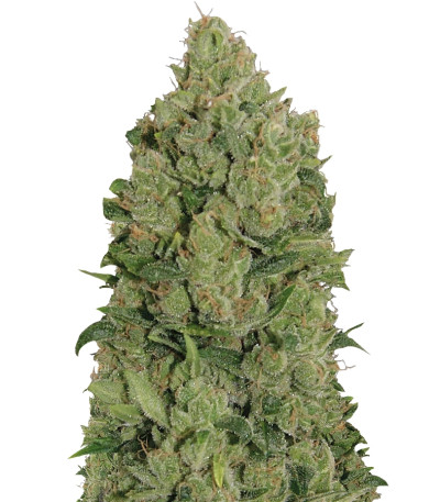 Купить семена марихуаны NYC Diesel Auto шишки