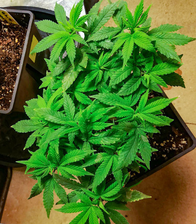 Ninja Zkittles fem семена конопли