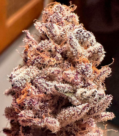 Poddy Mouth fem (Humboldt Seed Company) семена конопли